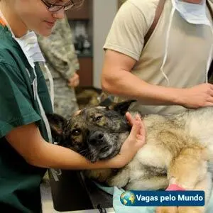 Veterinario atendendo