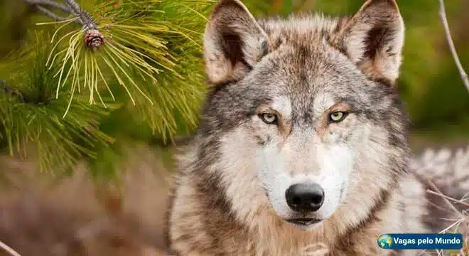 Morar fora e encarar lobos em cada esquina