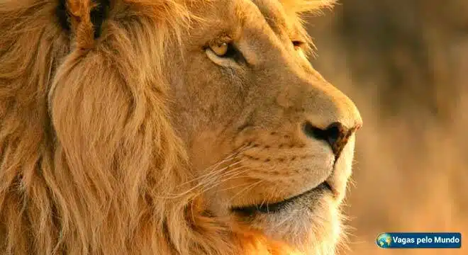 Morar fora e matar um leao por dia