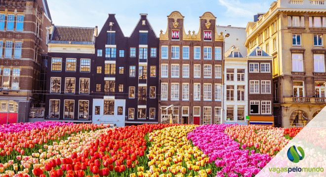 tulipas em Amsterdam, Holanda