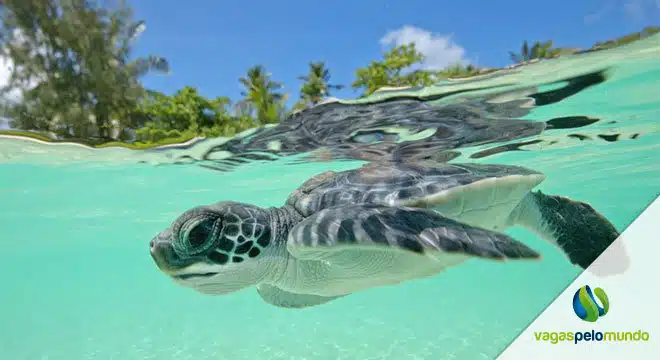 Turtle Foundation 