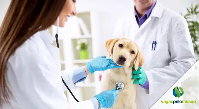 veterinarios no Pais de Gales